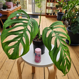 Monstera esqueleto