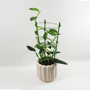 Monstera standleyana 'variegata'
