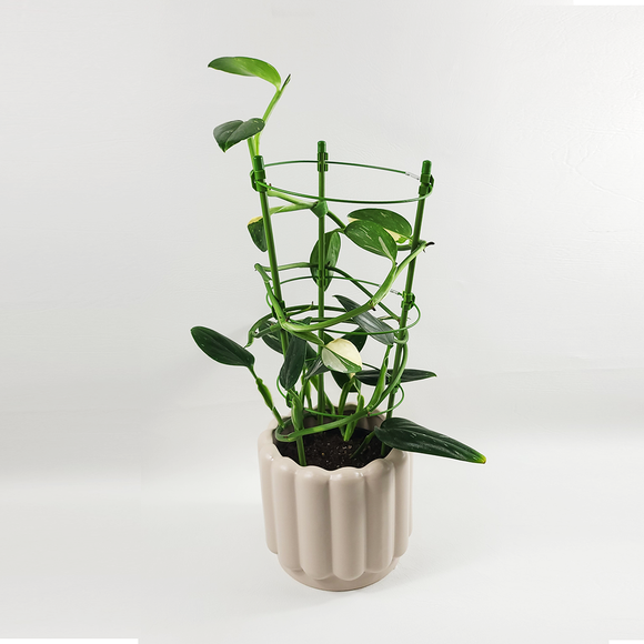 Monstera standleyana 'variegata'