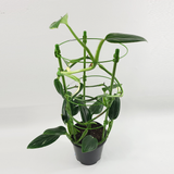 Monstera standleyana 'variegata'