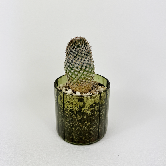 Cacti- Pots of Joy collection