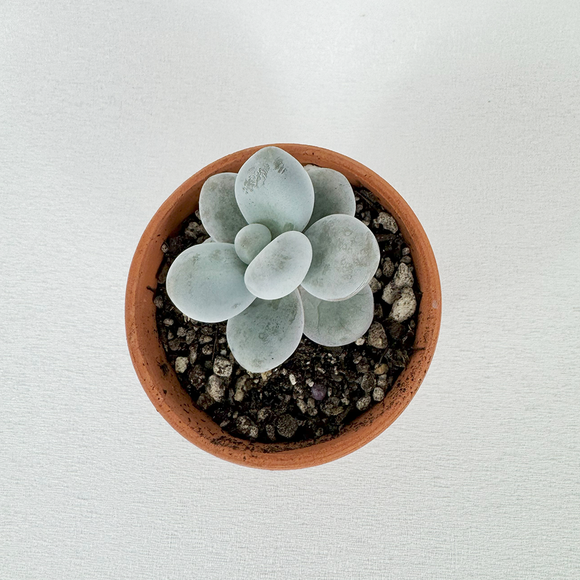 Succulent - Pots of Joy collection
