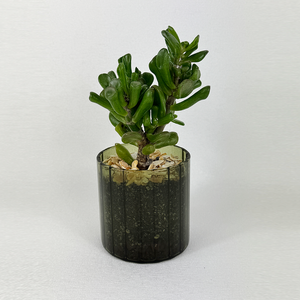 Ogre ear jade - Pots of Happiness collection