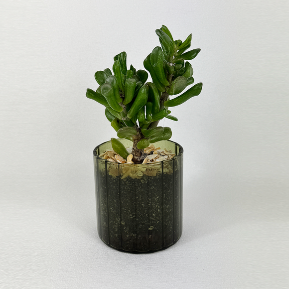 Ogre ear jade - Pots of Joy collection