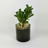 Ogre ear jade - Pots of Happiness collection