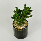 Ogre ear jade - Pots of Happiness collection