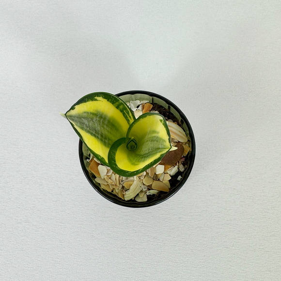Snake plant - Pots of Joy collection
