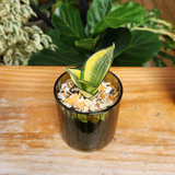 Snake plant - Pots of Happiness collection