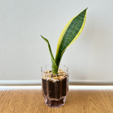 Snake plant - Pots of Happiness collection