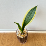 Snake plant - Pots of Happiness collection