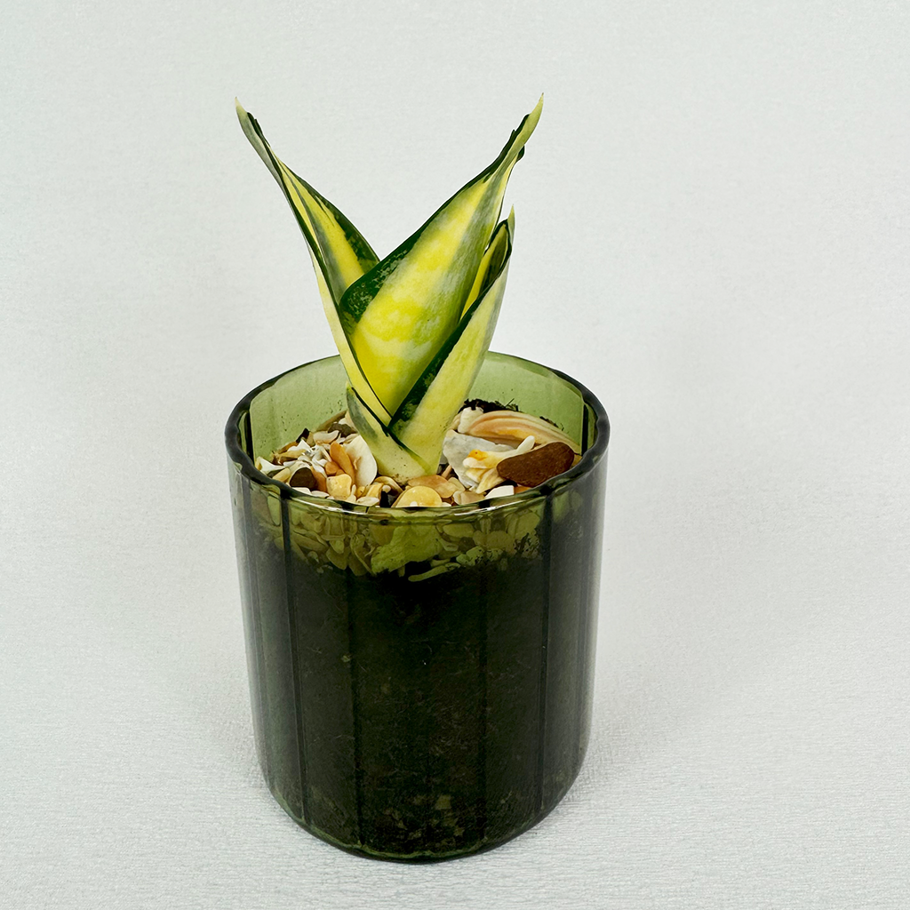 Snake plant