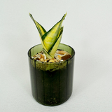 Snake plant - Pots of Happiness collection