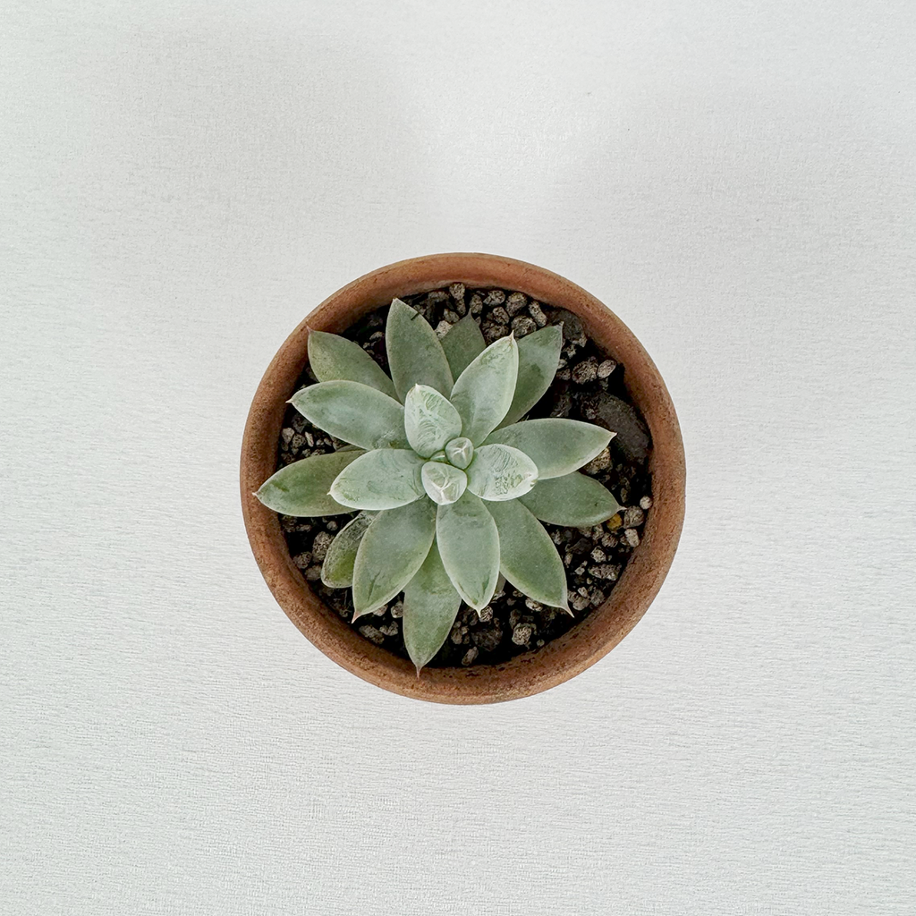 succulent pots nz Succulent