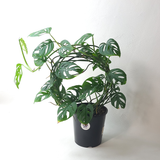 Plant Trellis Circle 30cm