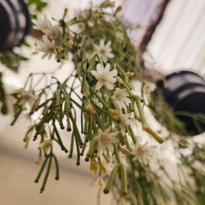 Mistletoe cactus (Rhipsalis clavata)
