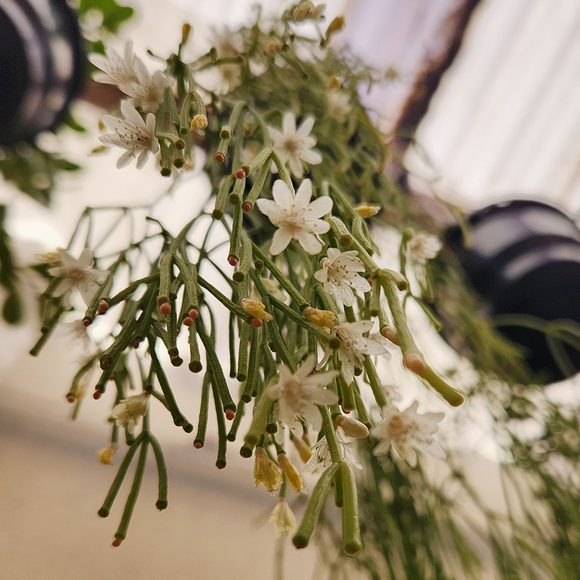 Mistletoe cactus (Rhipsalis clavata)