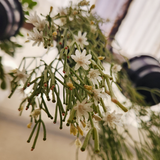 Mistletoe cactus (Rhipsalis clavata)