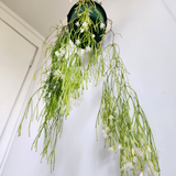 Mistletoe cactus (Rhipsalis clavata)
