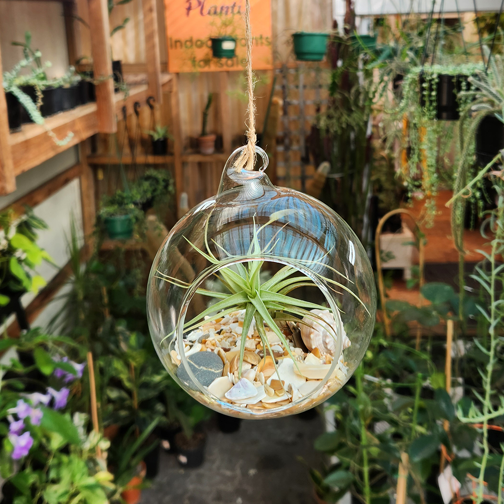 air plant in glass ball Air Plant Orb – Plantis