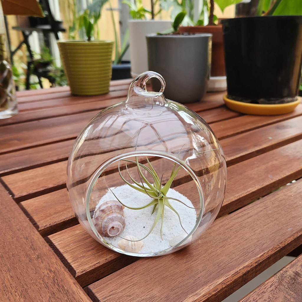 air plants in glass orb Air Plant Orb – Plantis