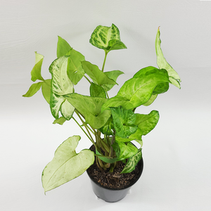 Arrowhead plant (Syngonium podophyllum)