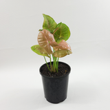 Arrowhead plant (Syngonium podophyllum)