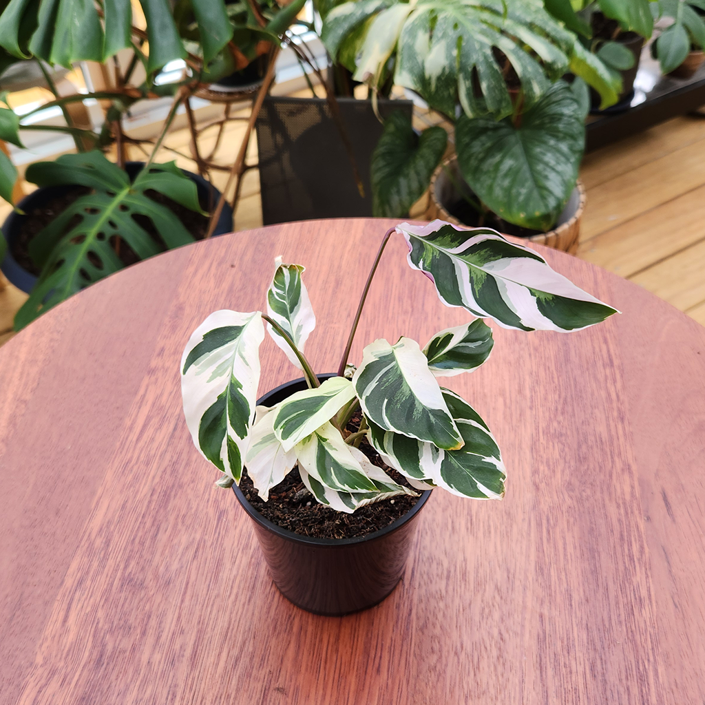 calathea pink fusion Calathea white fusion – Plantis