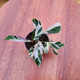 Calathea white fusion