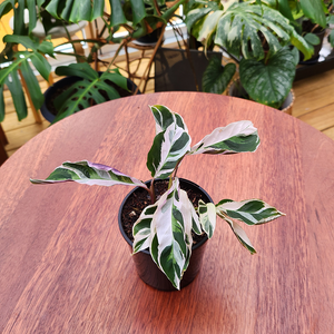 Calathea white fusion