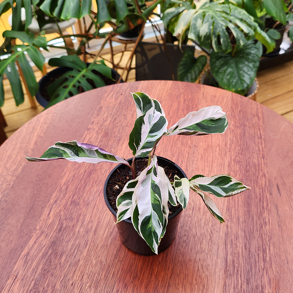 Calathea white fusion