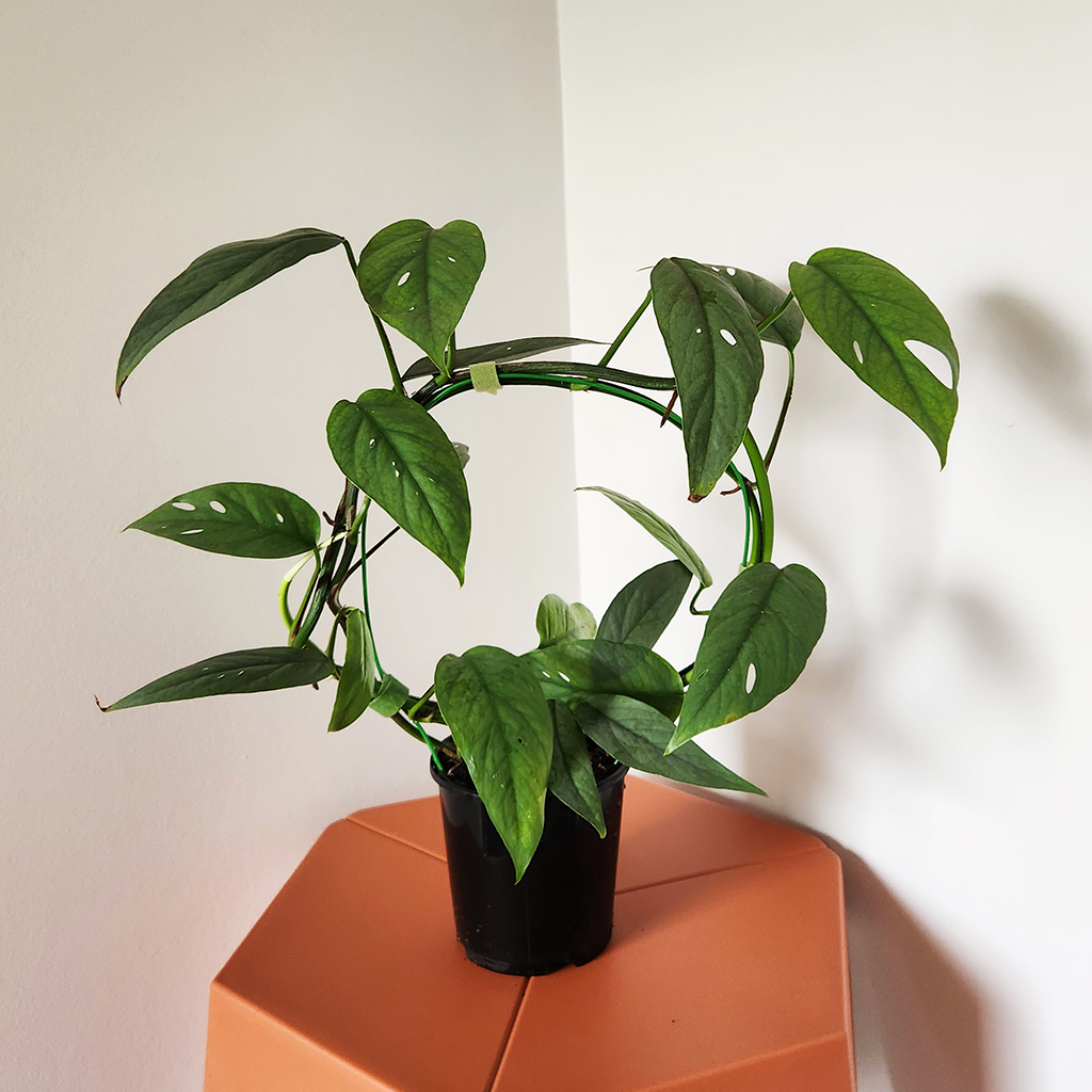 silver pothos nz Silver Satin Pothos – Plantis