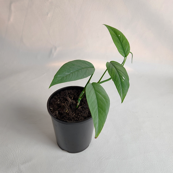 Cebu blue pothos