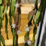 Chain cactus (Rhipsalis paradoxa)