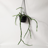 Chain cactus (Rhipsalis paradoxa)