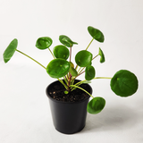Chinese money plant, Pancake plant (Pilea Peperomioides)