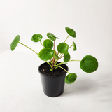 Chinese money plant, Pancake plant (Pilea Peperomioides)