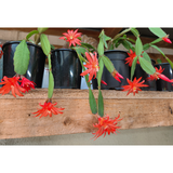 Christmas Cactus - Zygocactus (Red)