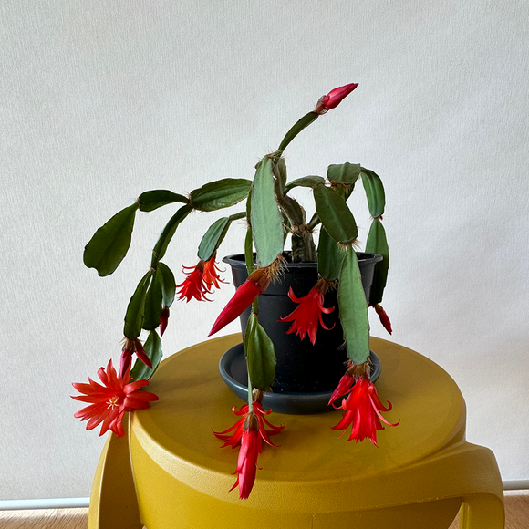 Christmas Cactus - Zygocactus (Red)