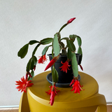 Christmas Cactus - Zygocactus (Red)