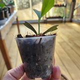 Clear Pot Mini 6cm
