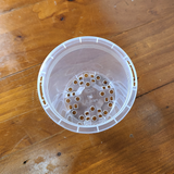Clear Pot 9cm
