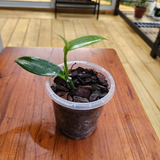 Clear Pot 9cm