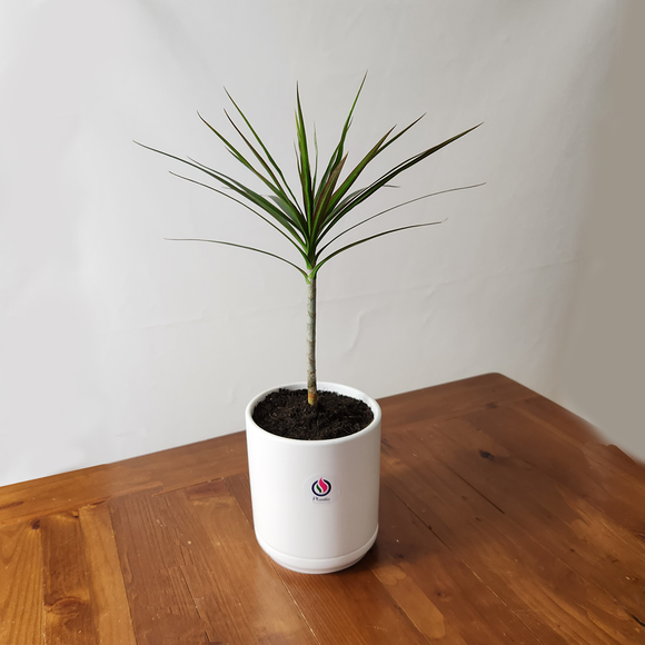 Dragon Tree in Ceramic Pot