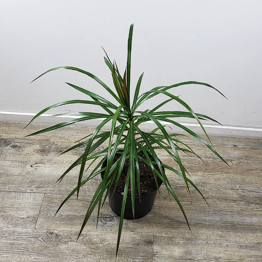 dracaena varieties nz Dragon Tree (Dracaena Marginata) – Plantis