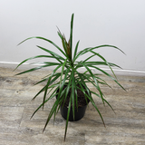 Dragon Tree (Dracaena Marginata)