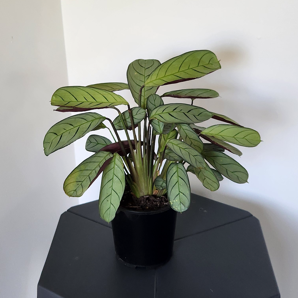 Ctenanthe burle-marxii (fishbone prayer plant) – Plantis