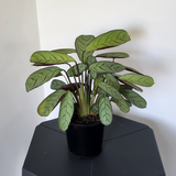 Ctenanthe burle-marxii (fishbone prayer plant)