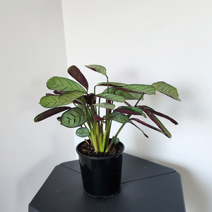 Ctenanthe burle-marxii (fishbone prayer plant)