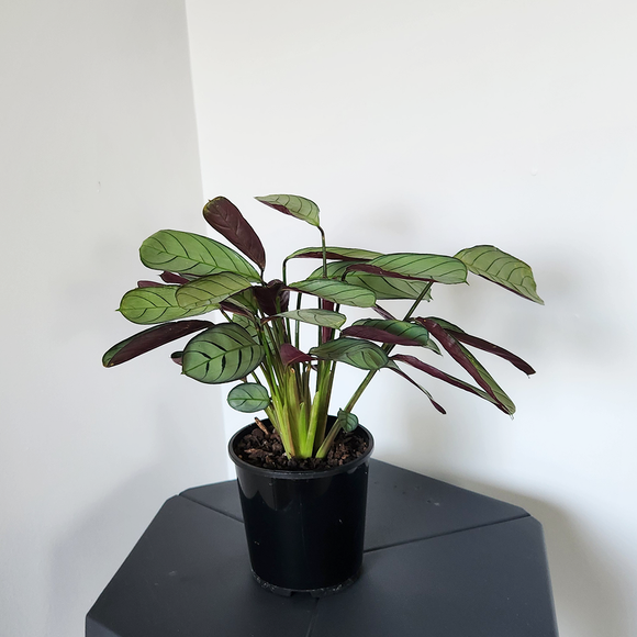 Ctenanthe burle-marxii (fishbone prayer plant)