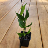 Hoya fishtail (Hoya polyneura)